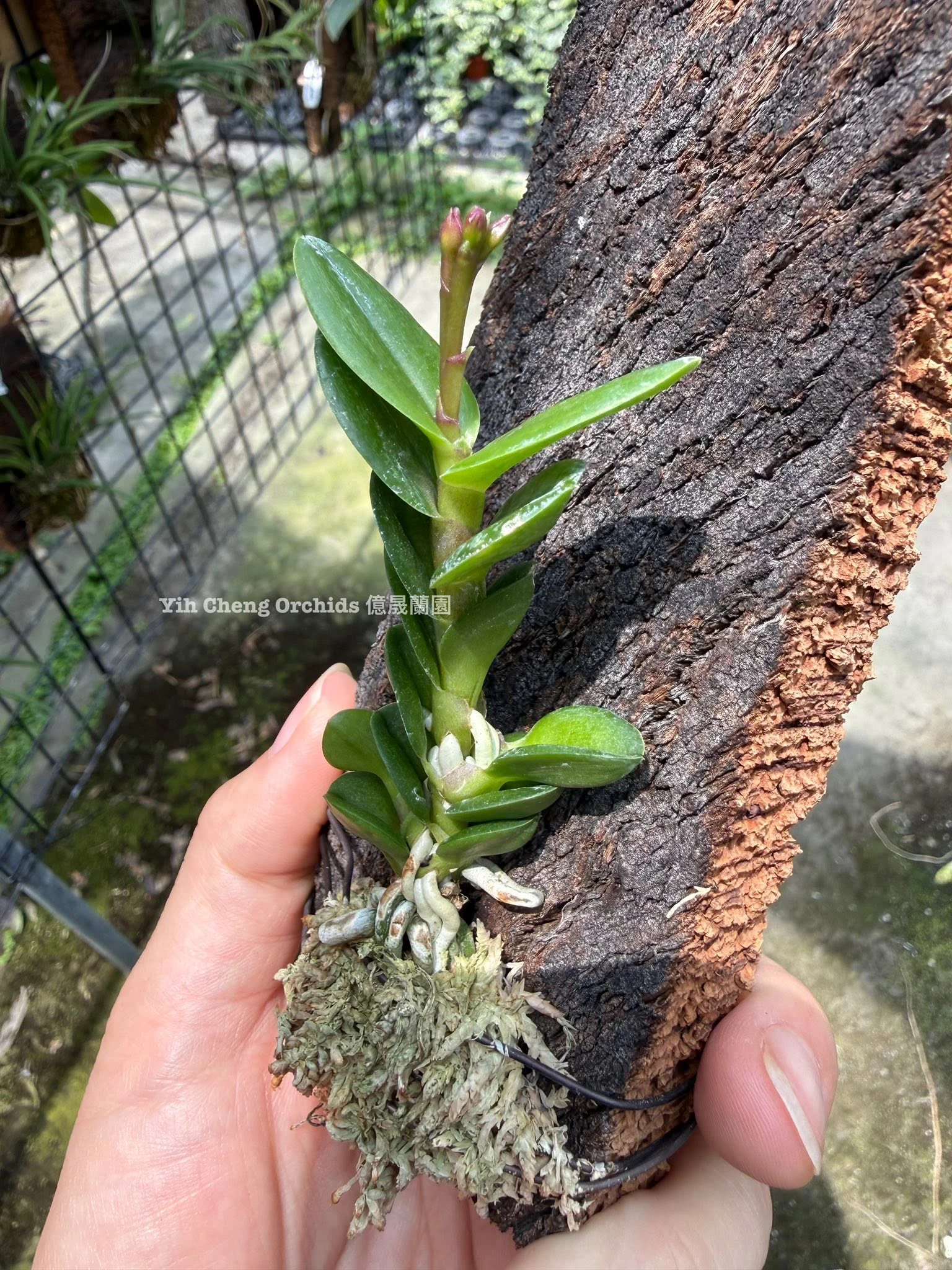 Epidendrum Charm Valley “Little Dragon”