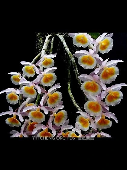 Den.primulinum yellow