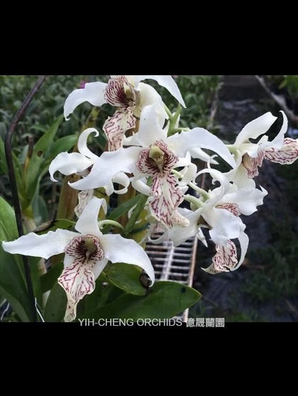 Den.Johnsoniae x Den.spectabile v aureum