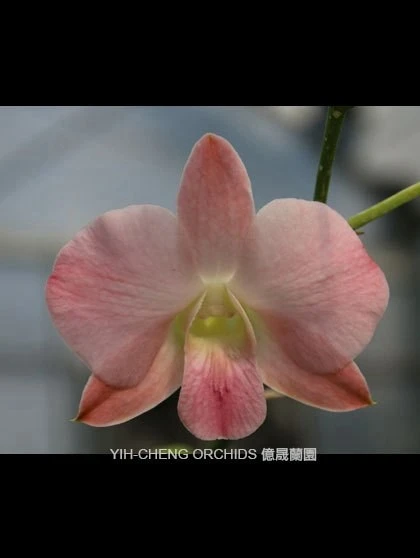 Den.Suwan Peach