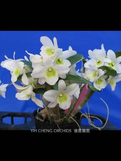 Den.Pocket Lover 'Green Valley'