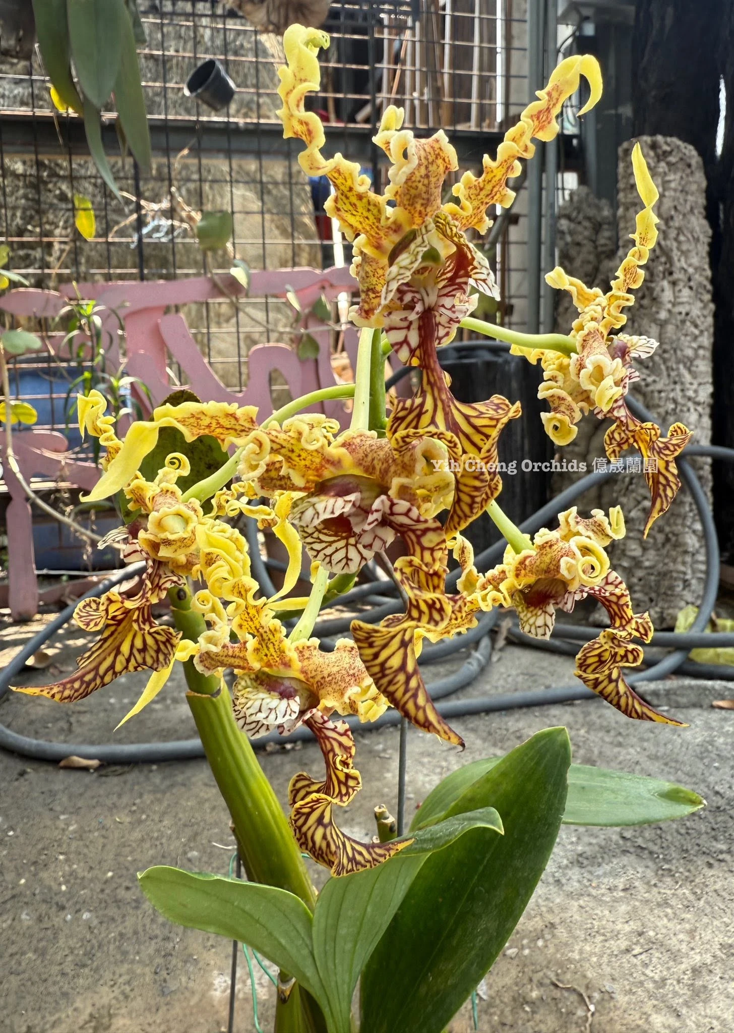 Dendrobium spectabile