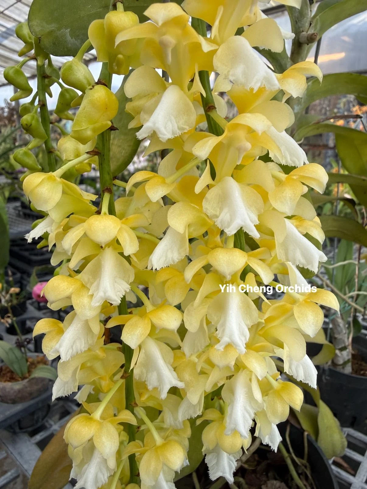 Aerides houlletiana alba