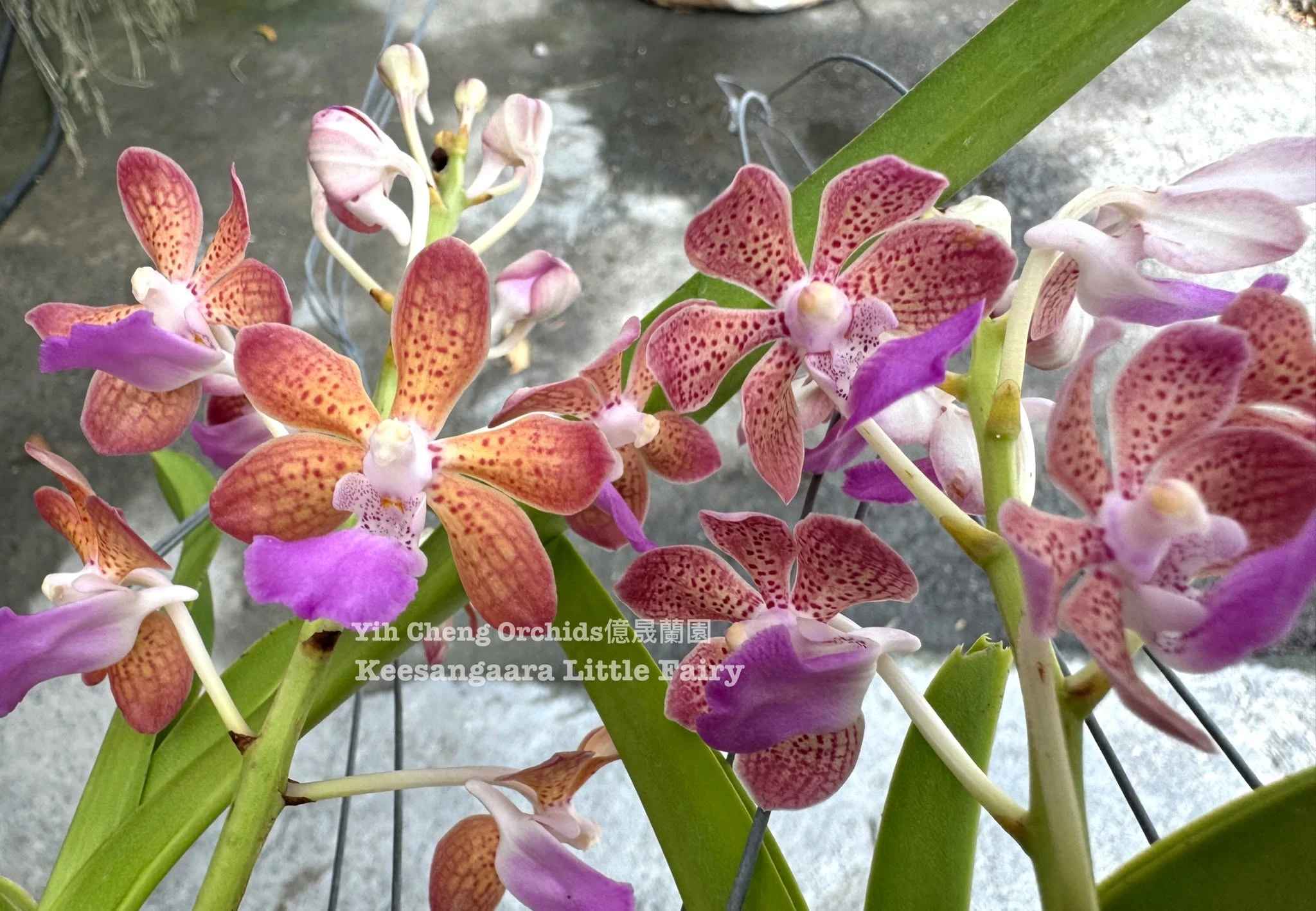 Keesangaara Little Fairy (Pda. Paksorn Fragrance × Wut. Manoonya)