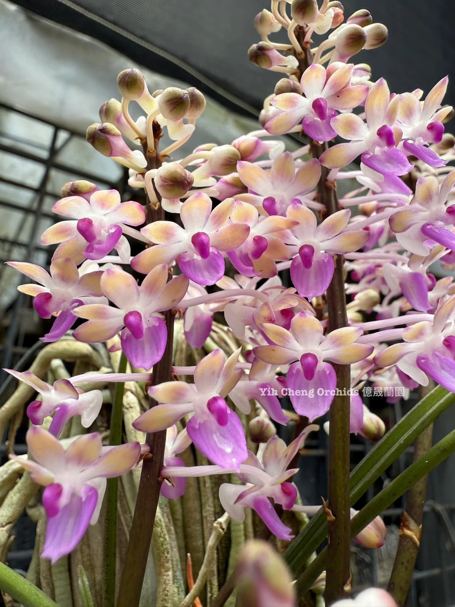 Seidenfadenia mitrata