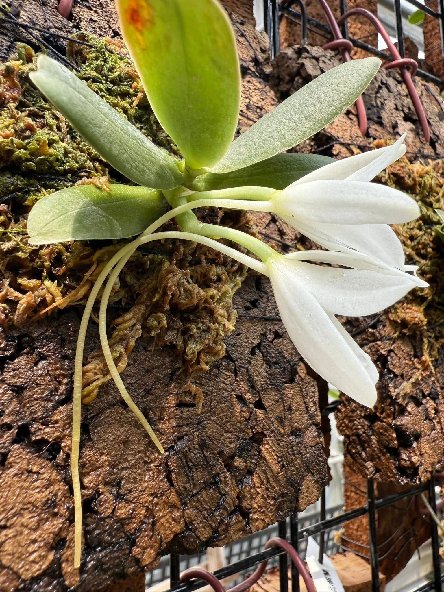 Aerangis fastuosa 船型風蘭
