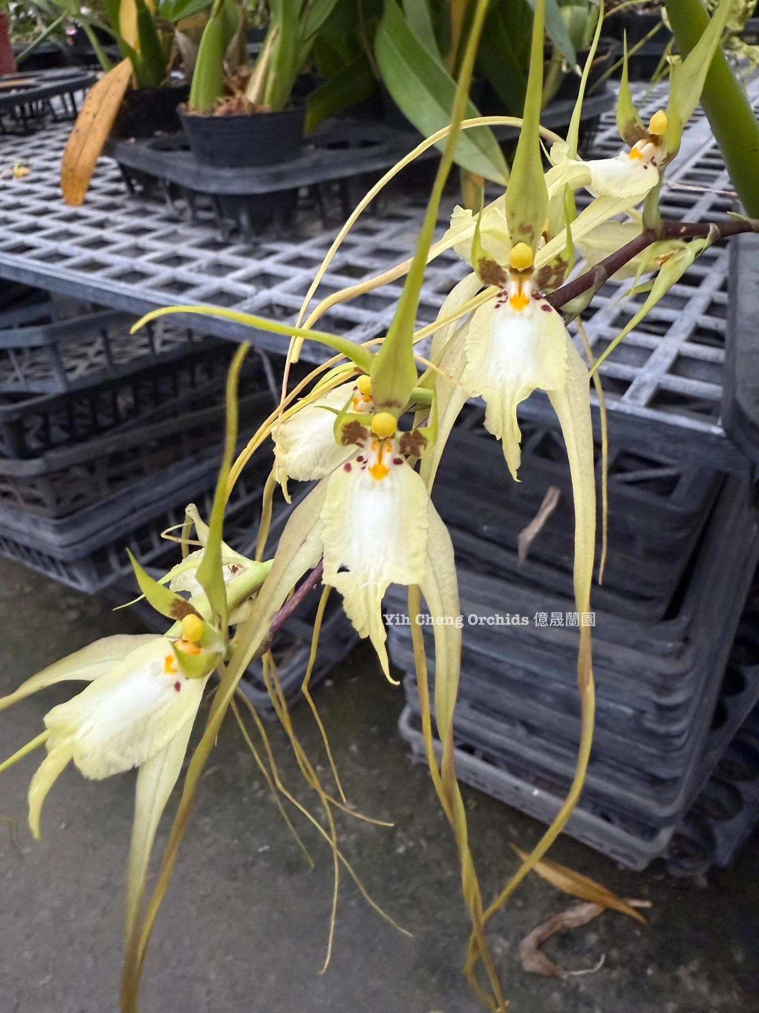 Brassia chloroleuca