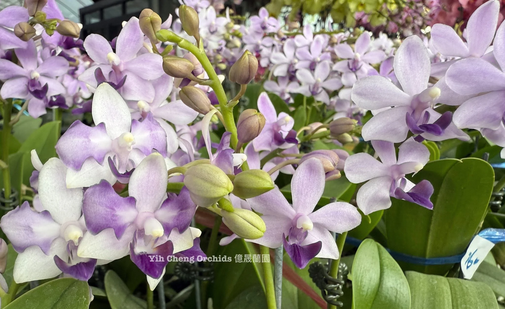 Phalaenopsis