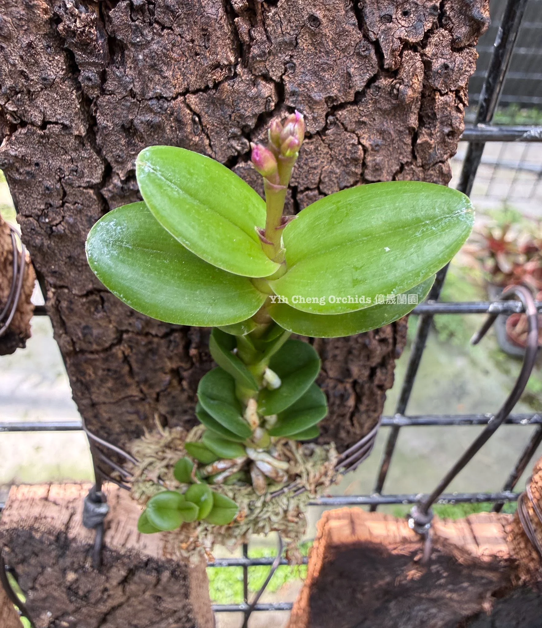 Epidendrum Charm Valley “Little Dragon”
