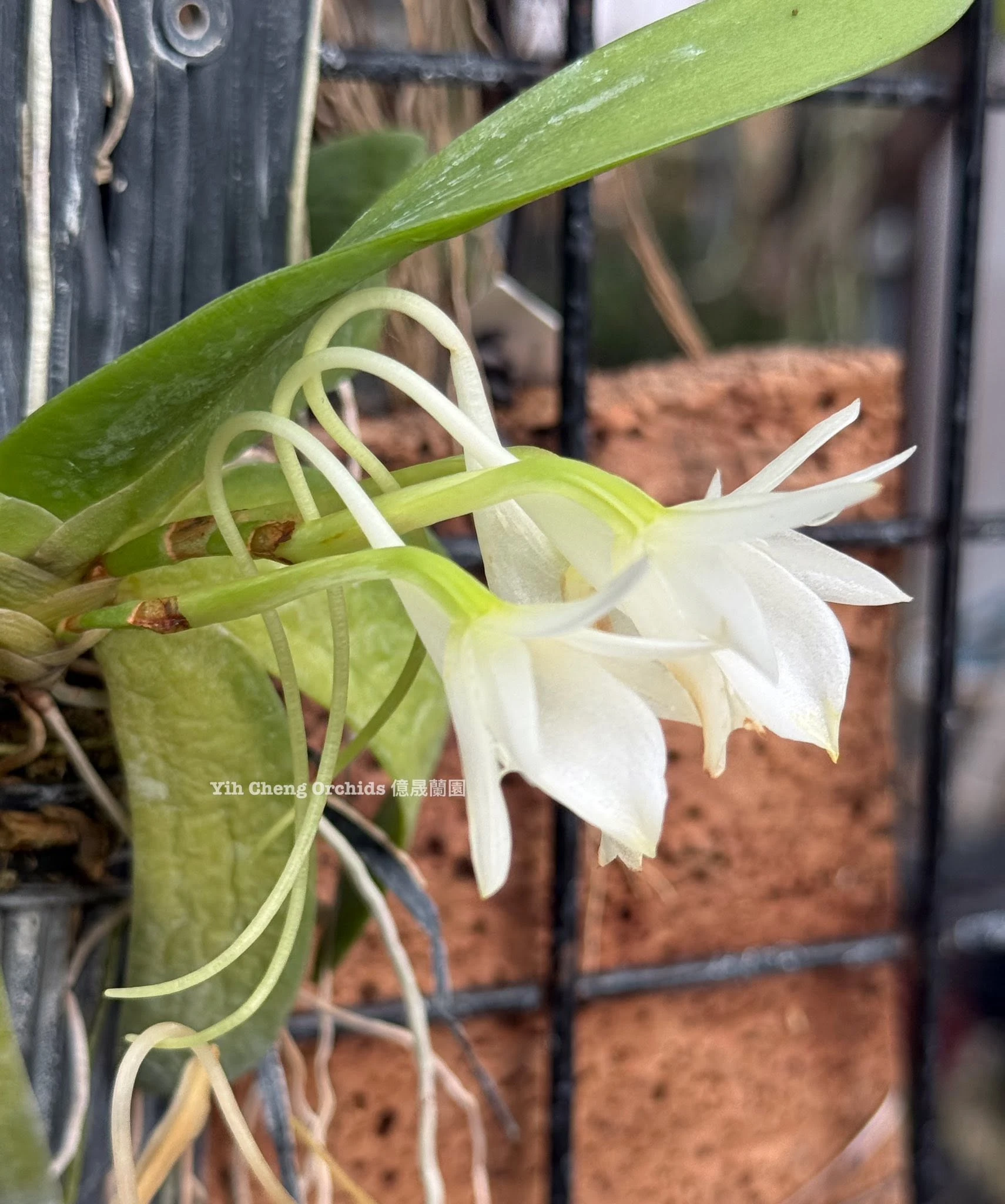 Aerangis leonis