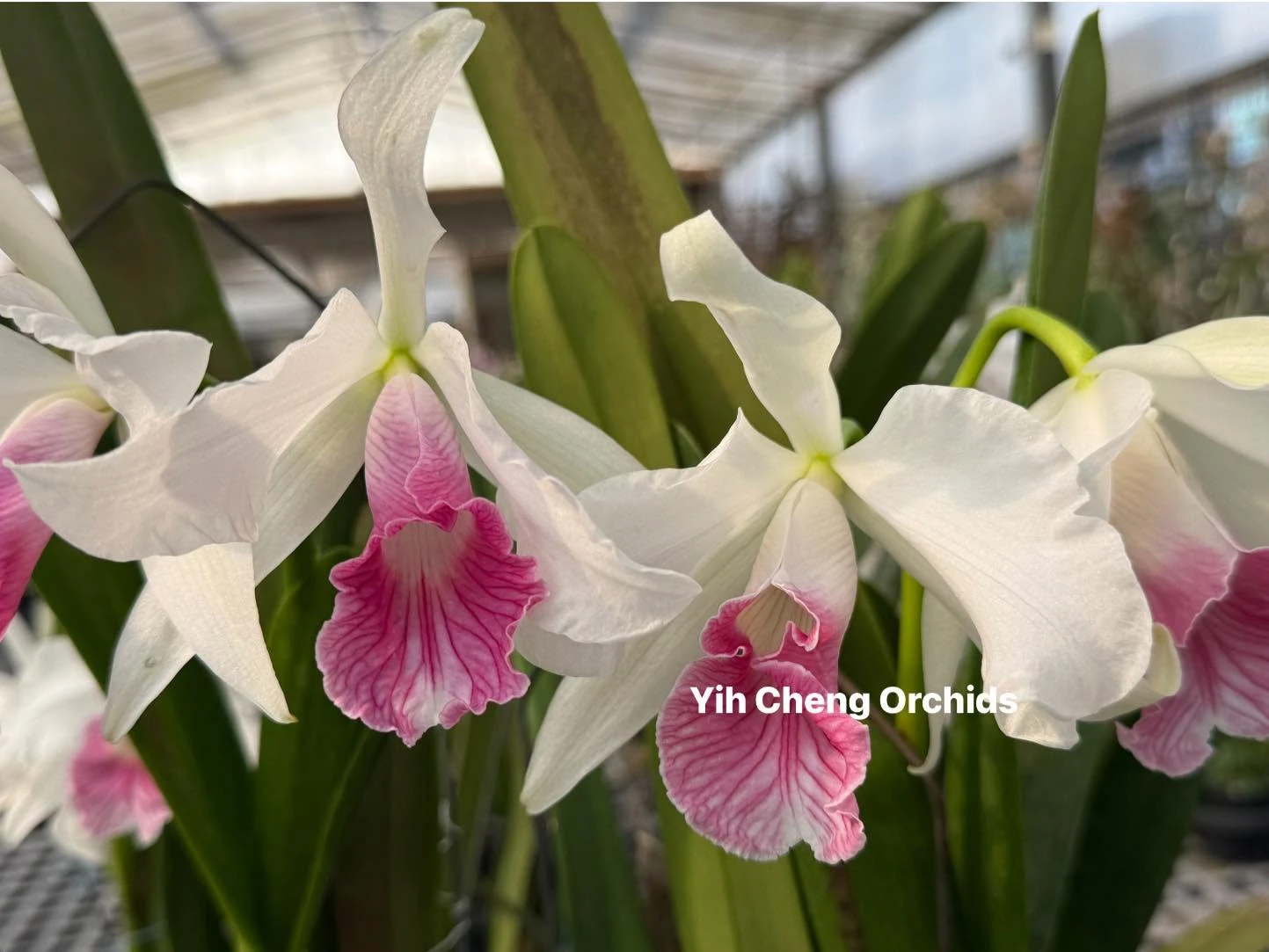 L. purpurata var. carnea