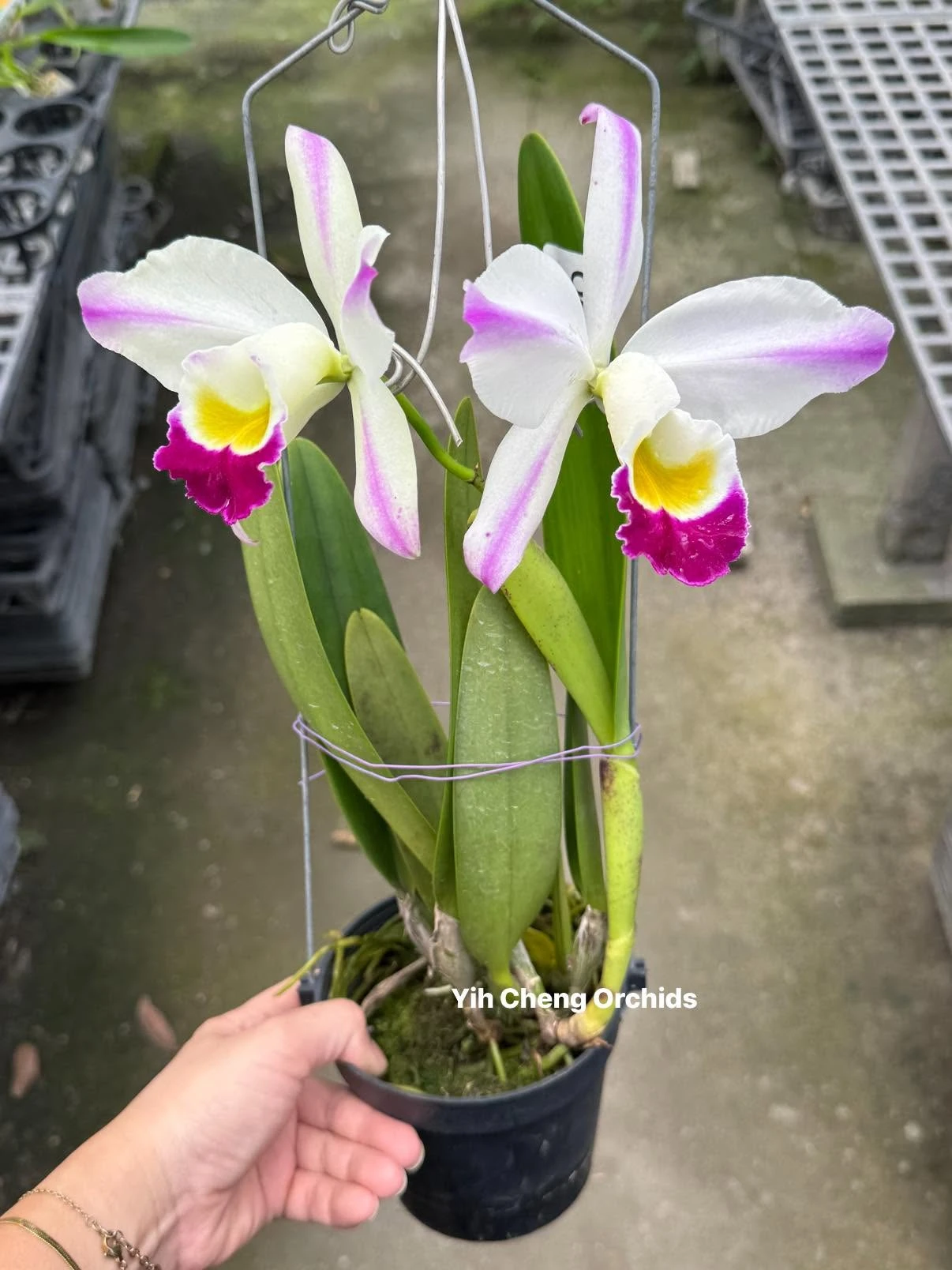 C. eldorado var. semi-alba flamea