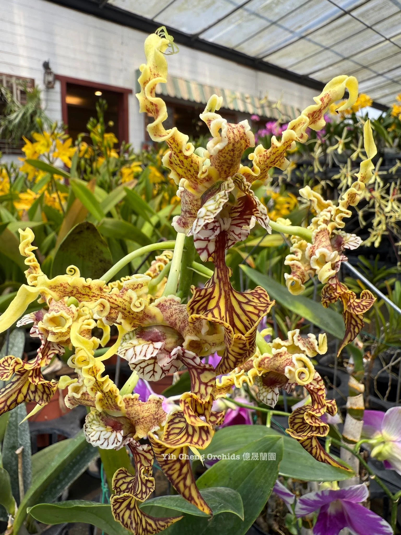 Dendrobium spectabile