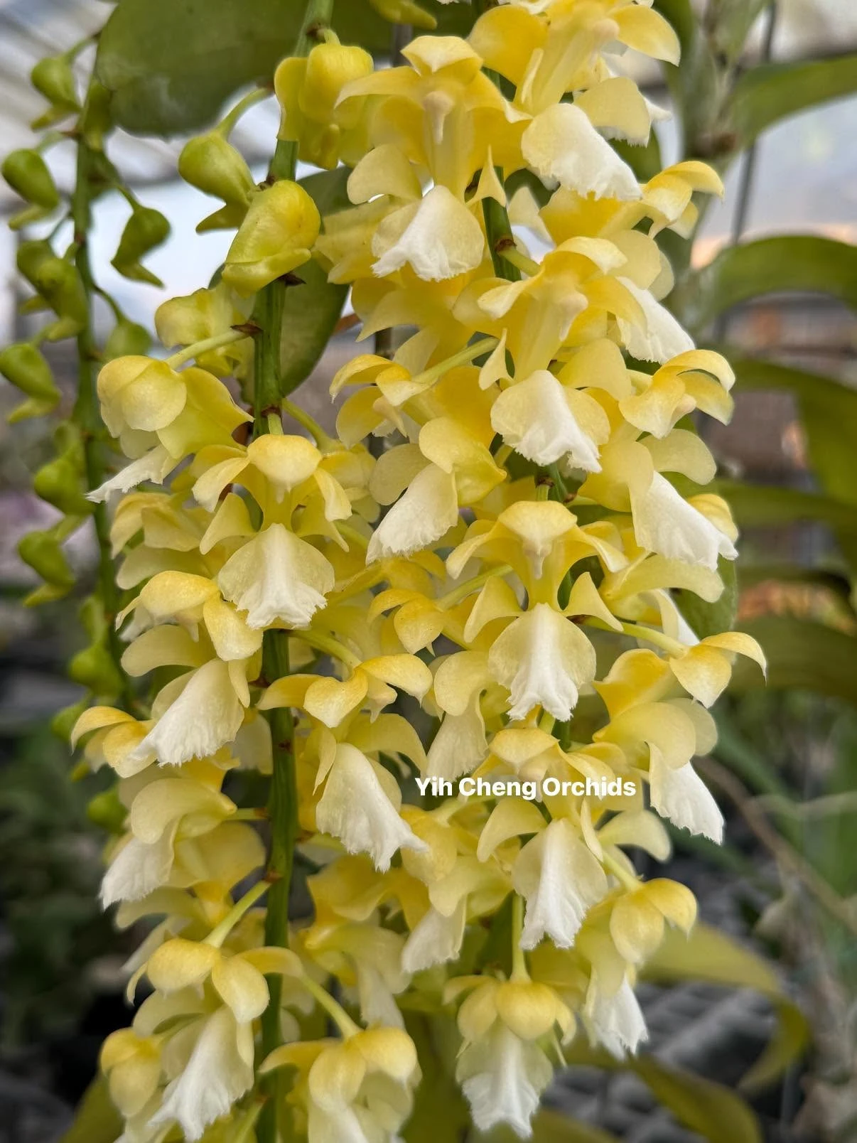Aerides houlletiana alba