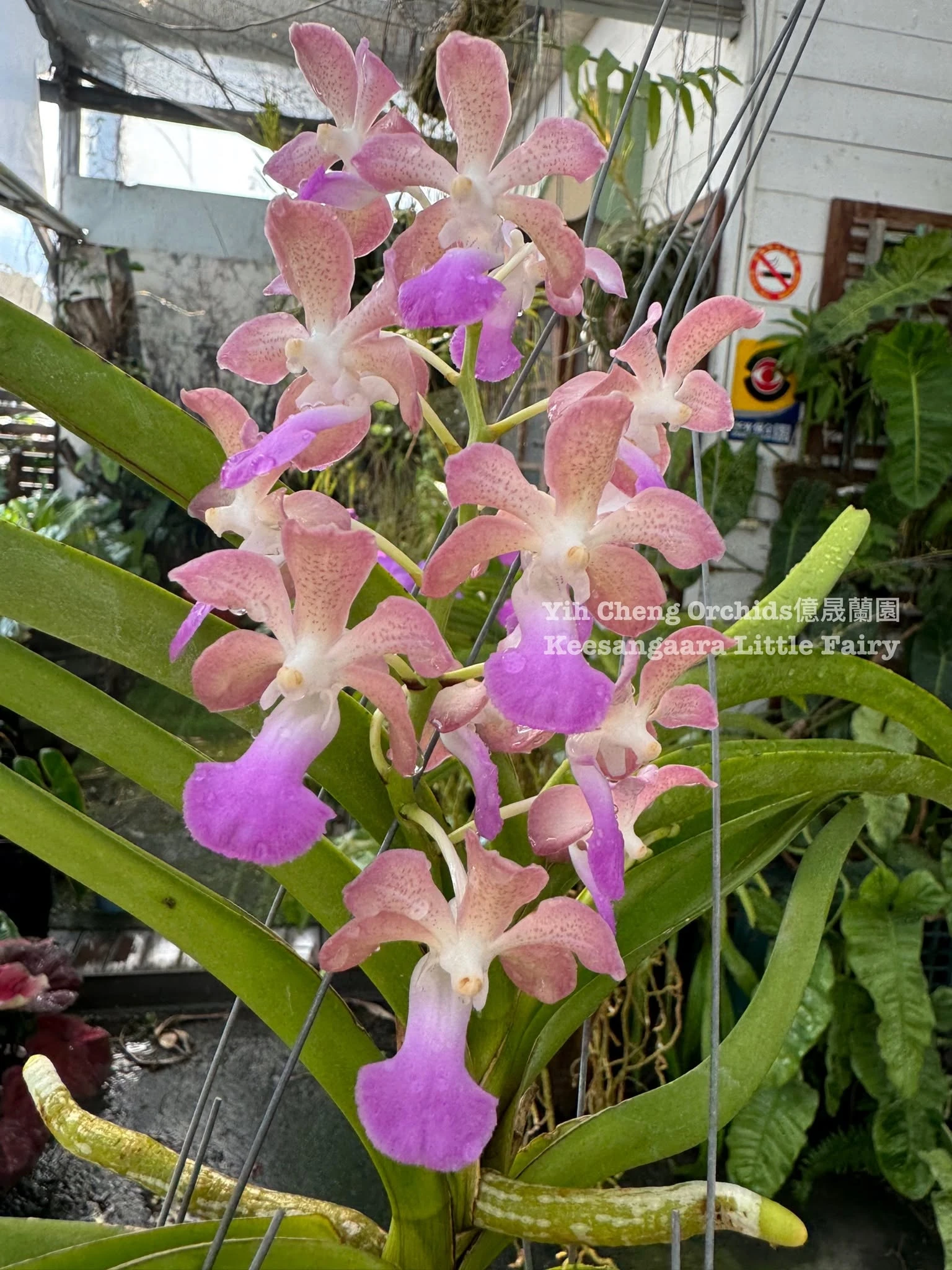 Keesangaara Little Fairy (Pda. Paksorn Fragrance × Wut. Manoonya)