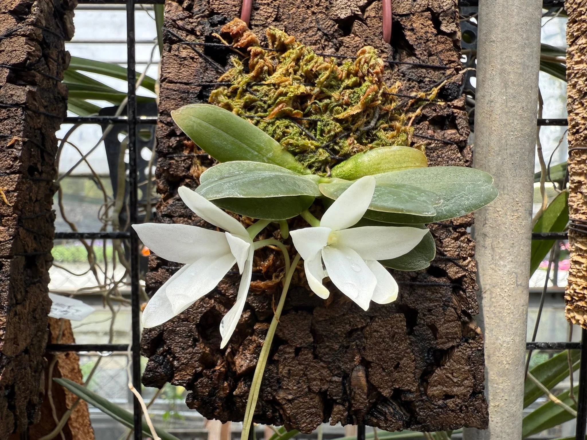 Aerangis fastuosa 船型風蘭