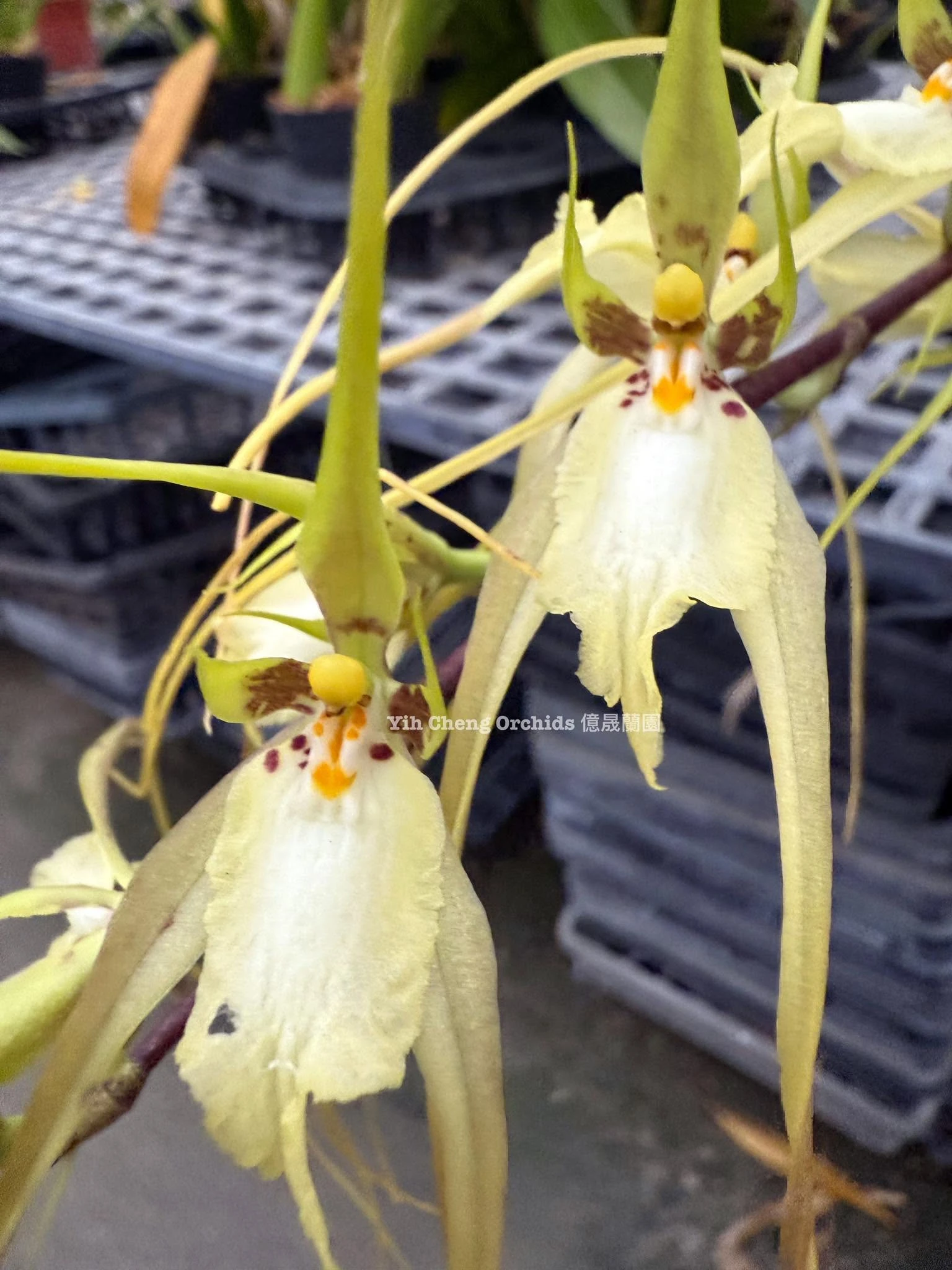 Brassia chloroleuca