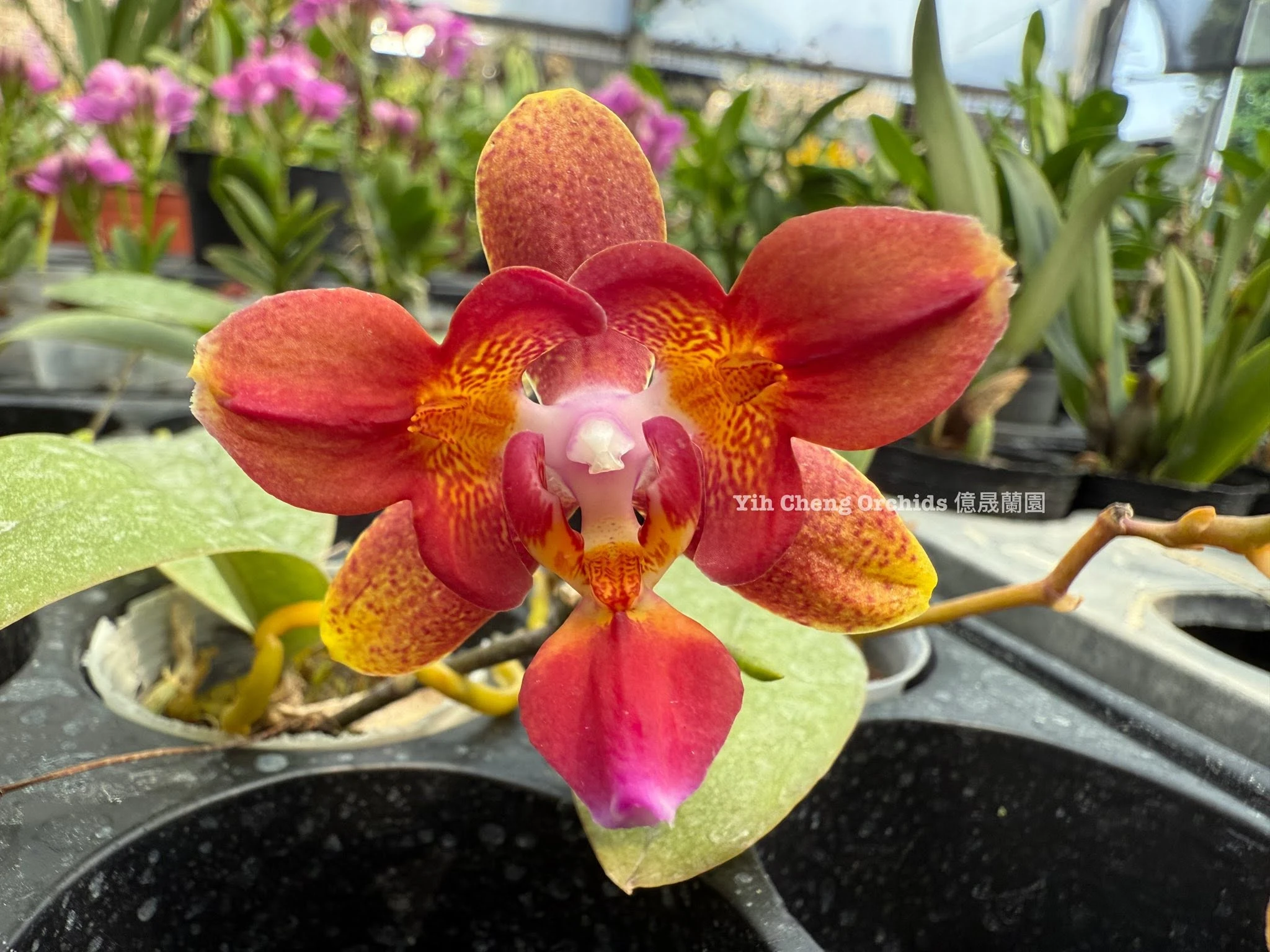Phal.Tying Shin Cupid 
