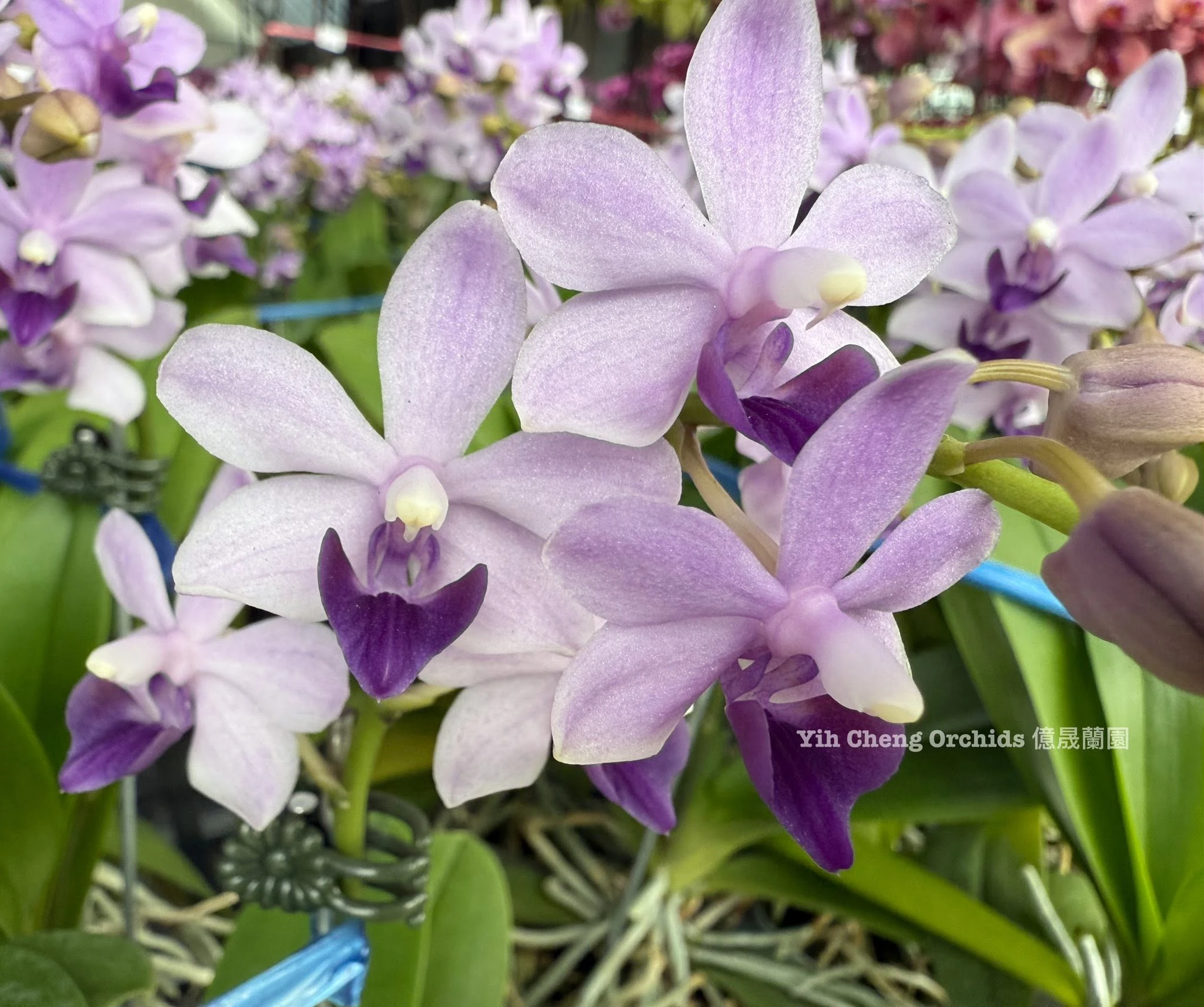 Phalaenopsis