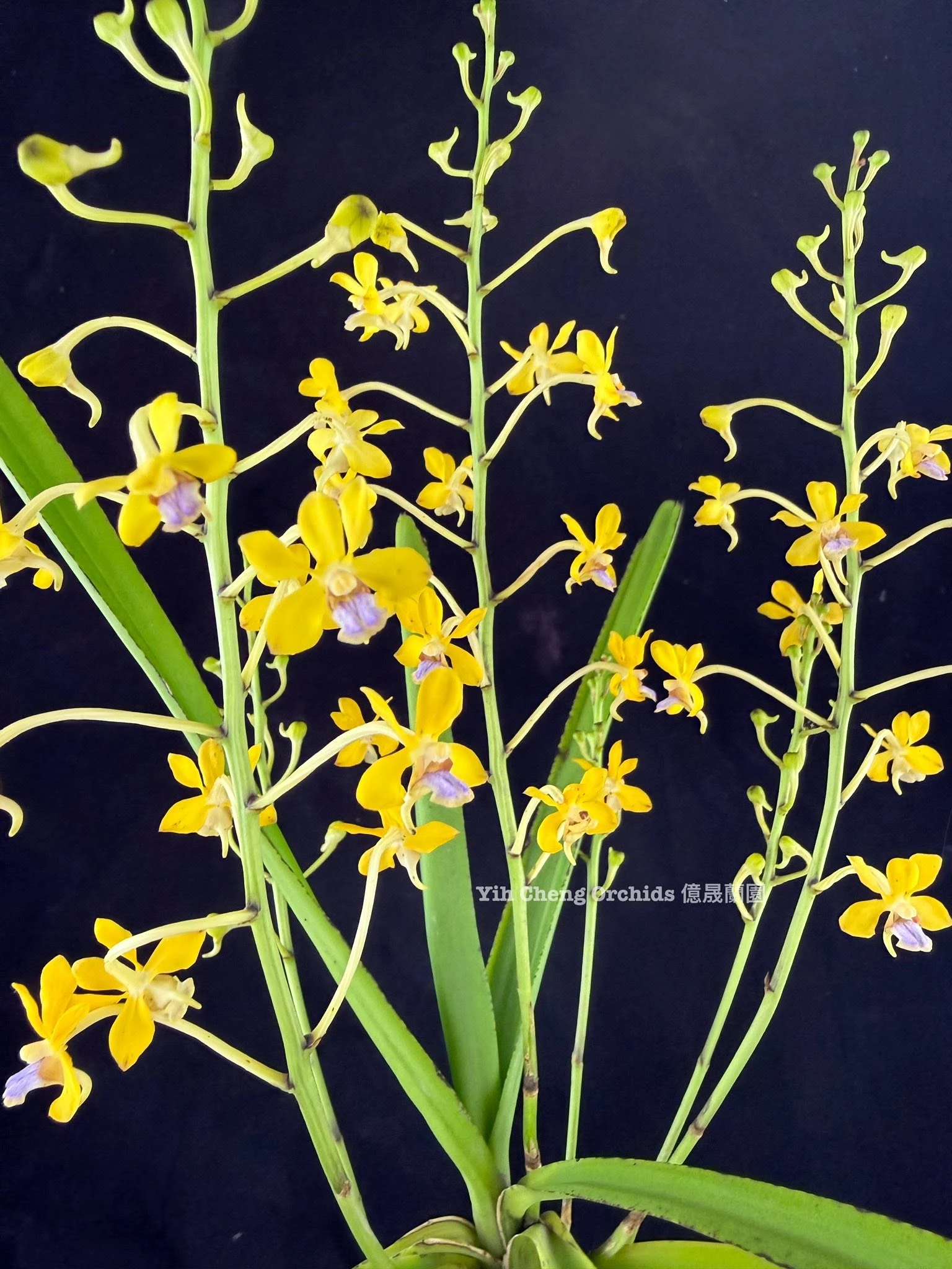 Vanda testacea