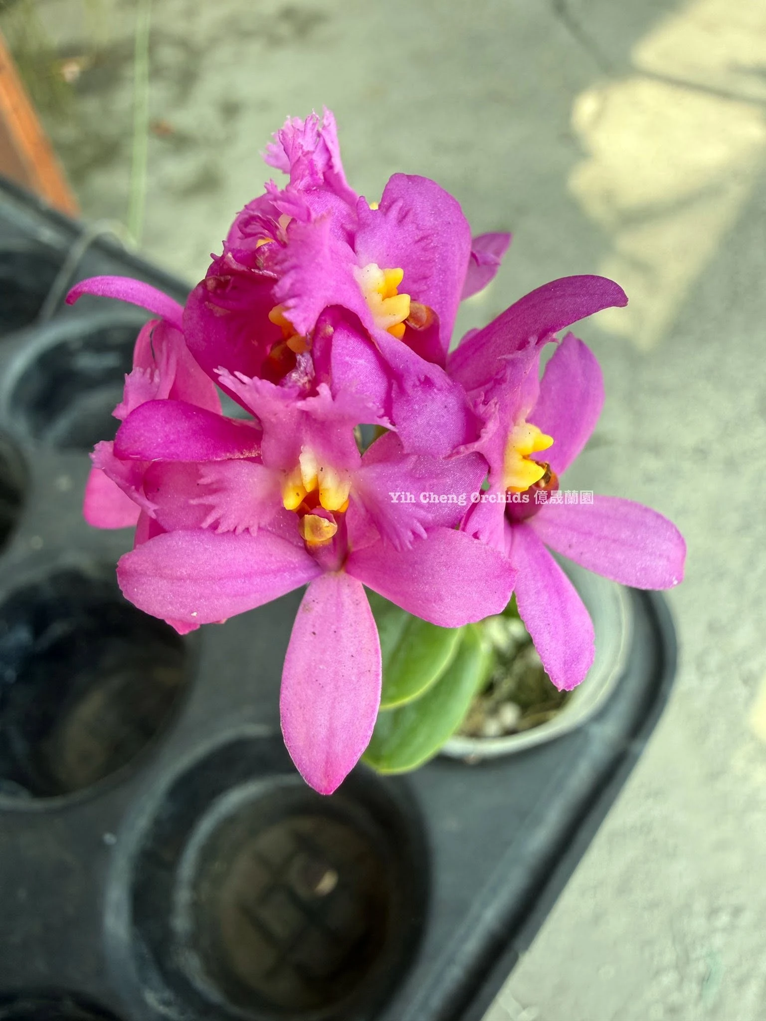 Epidendrum Charm Valley “Little Dragon”