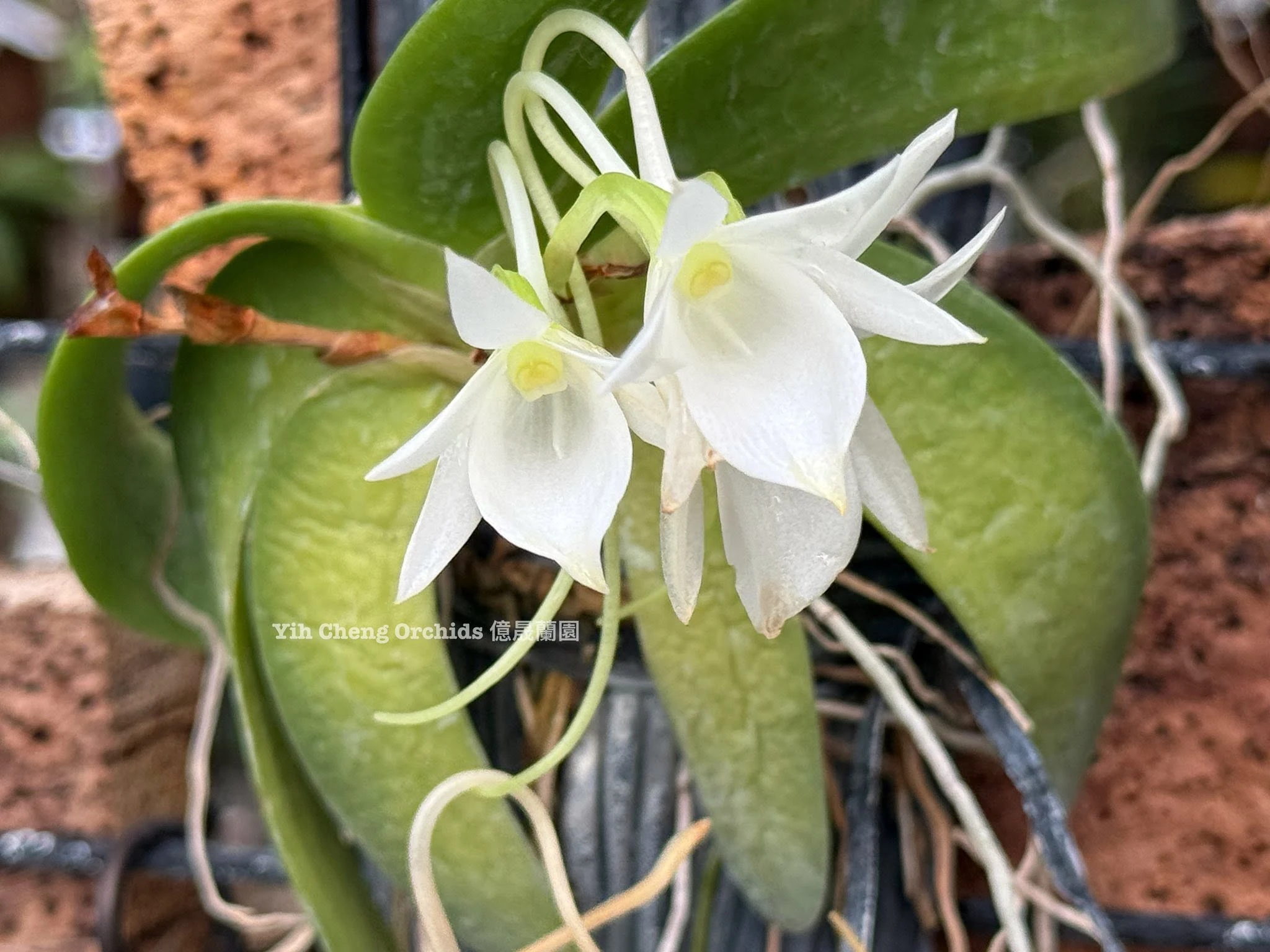 Aerangis leonis