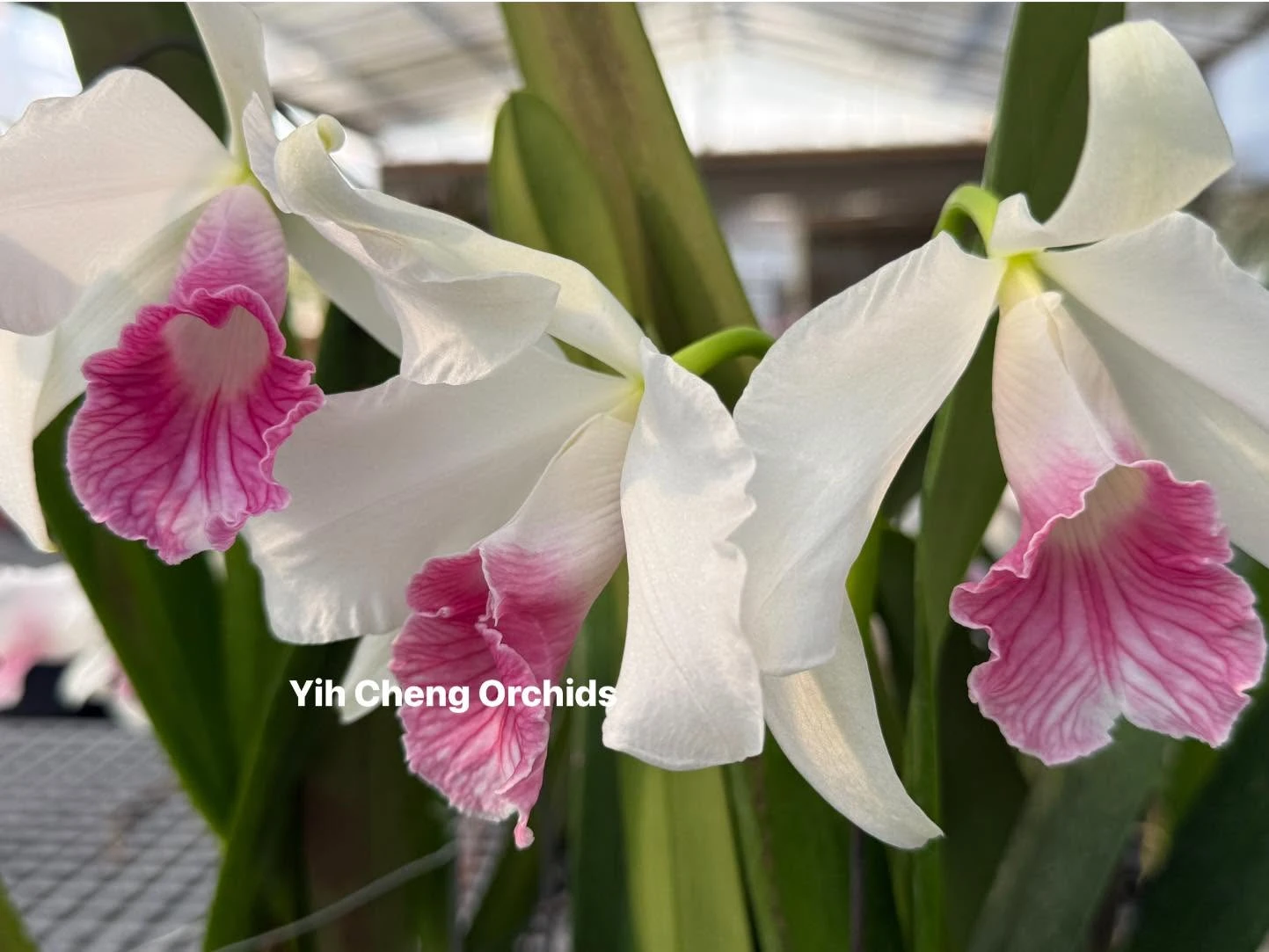 L. purpurata var. carnea