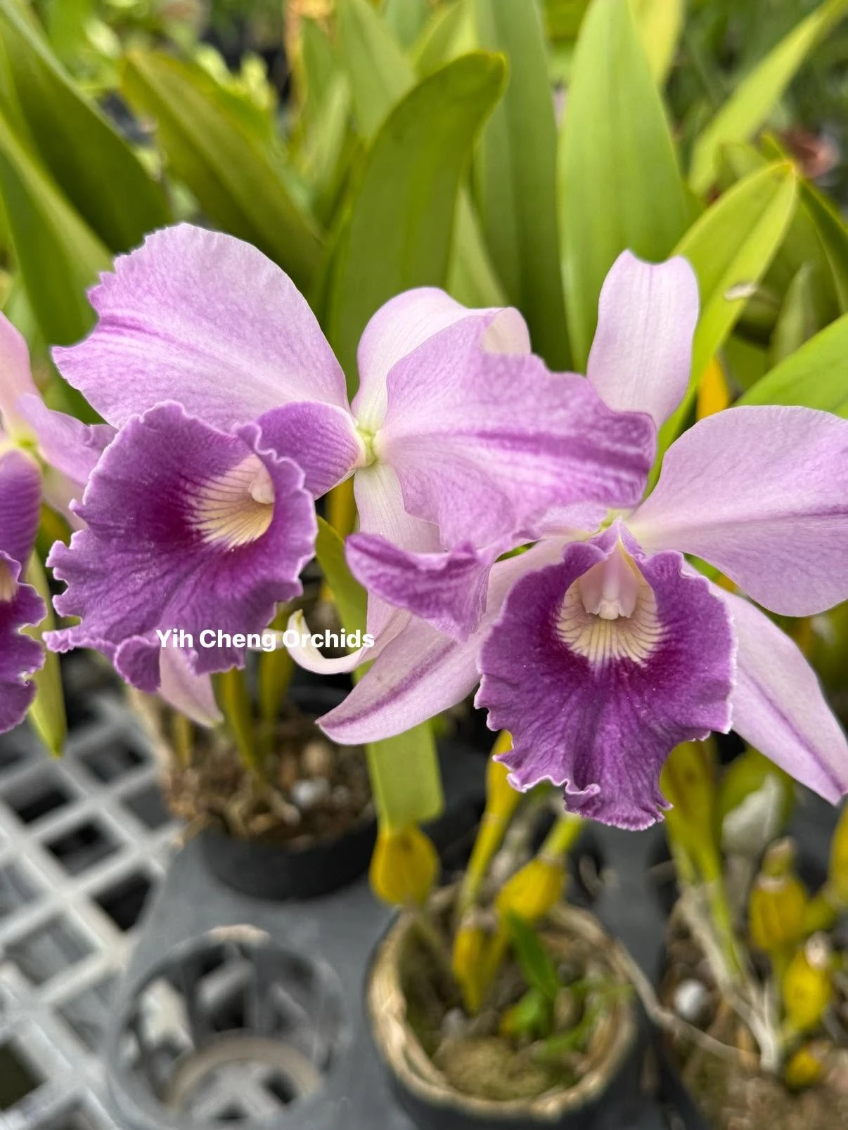 Lc. Canhamiana var. coerulea ''Azure Sky'' HCC/AOS