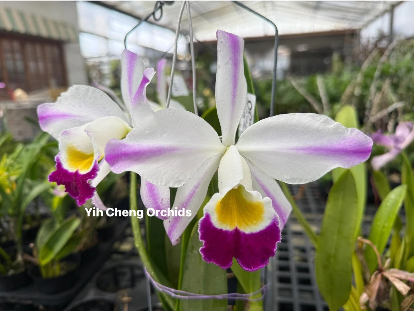 C. eldorado var. semi-alba flamea