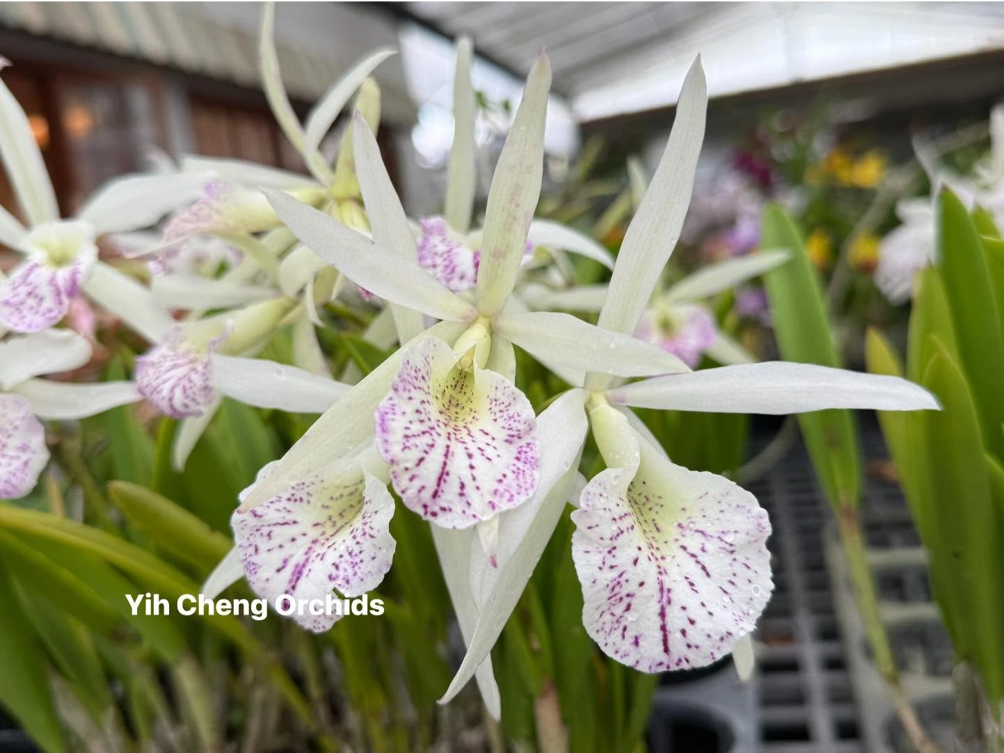 Bc. Nanipuakea 'Dogashima'