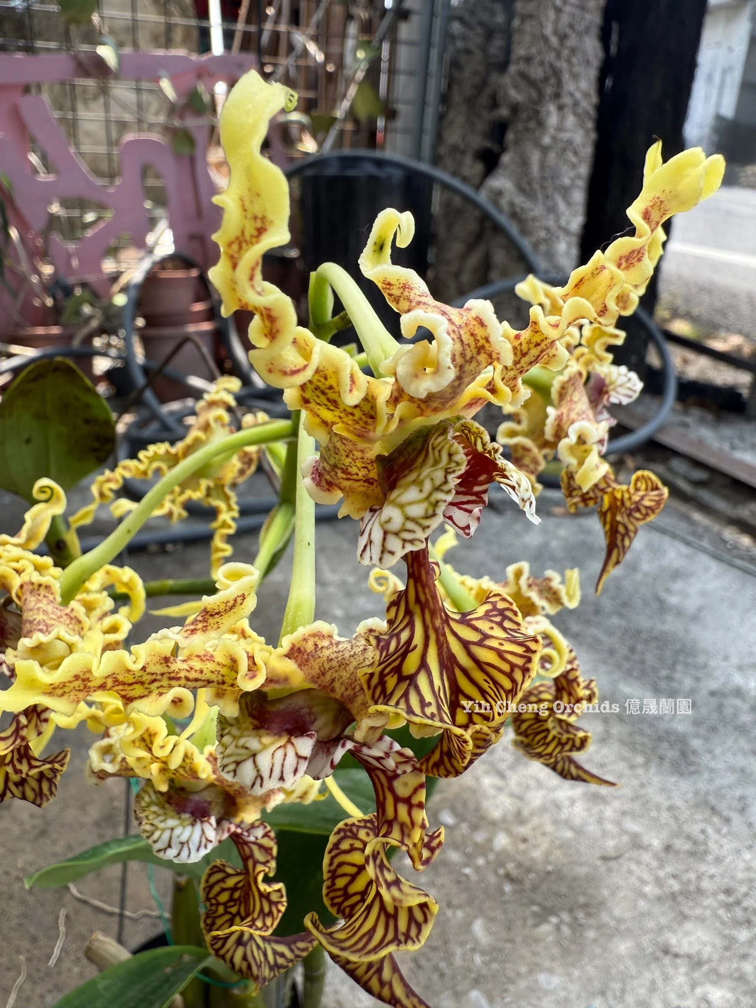 Dendrobium spectabile