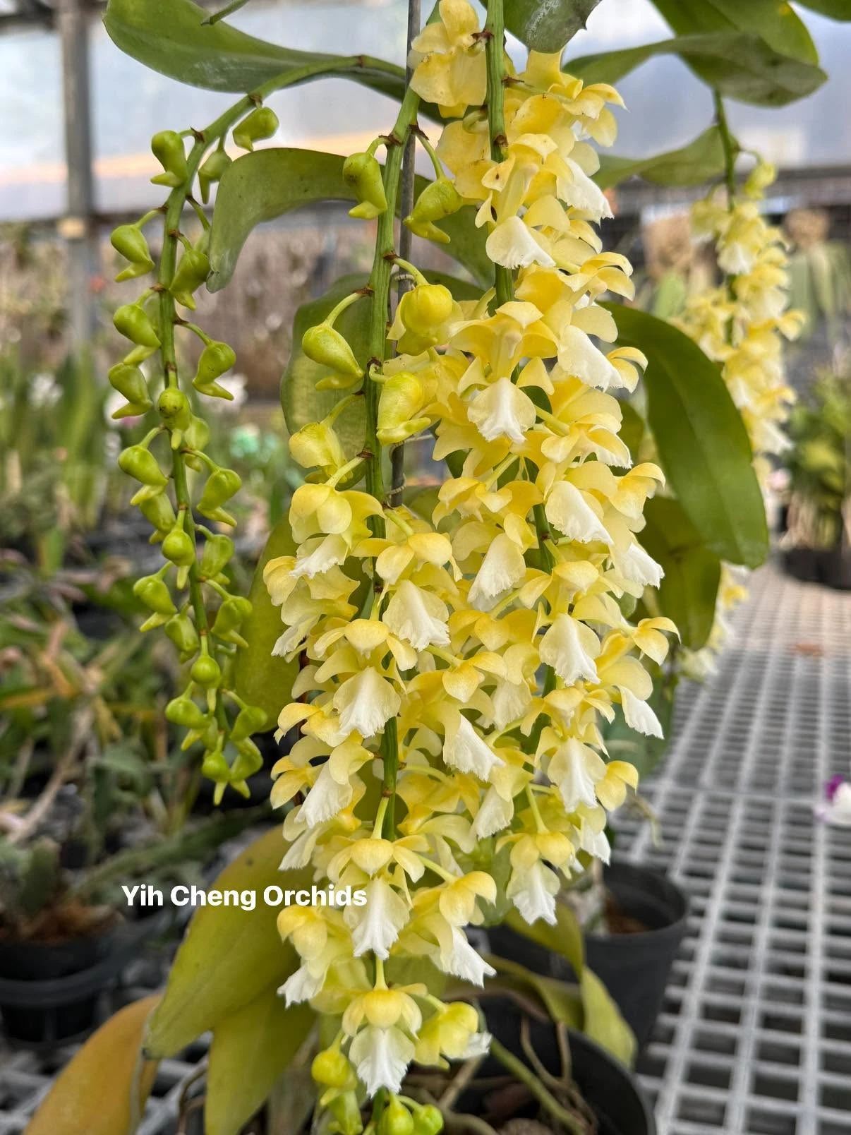 Aerides houlletiana alba