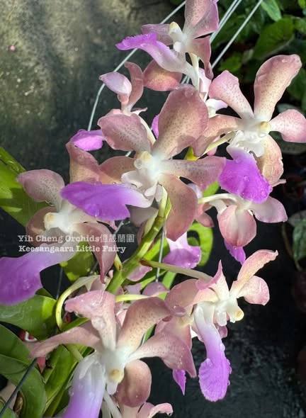 Keesangaara Little Fairy (Pda. Paksorn Fragrance × Wut. Manoonya)