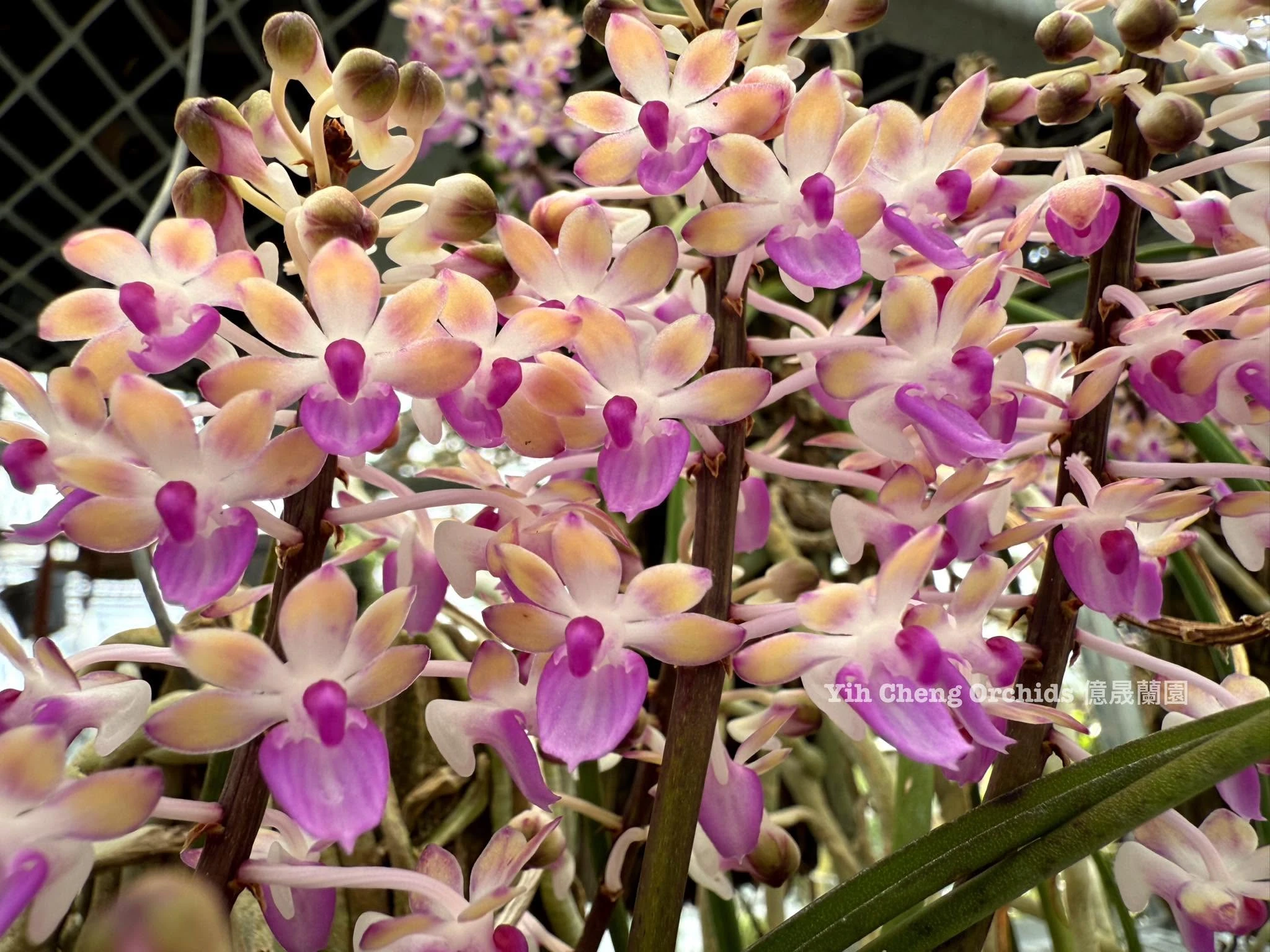 Seidenfadenia mitrata