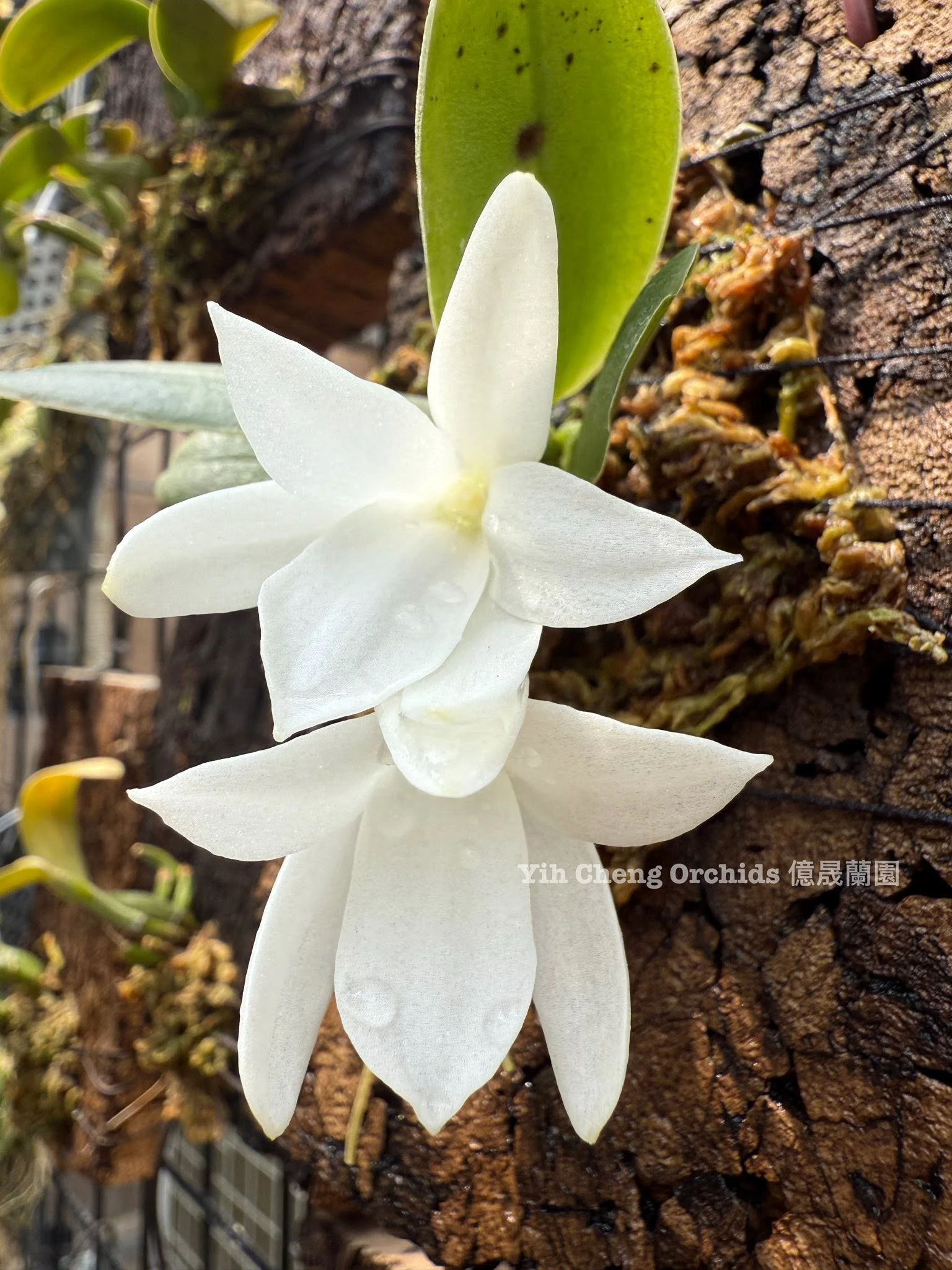 Aerangis fastuosa 船型風蘭