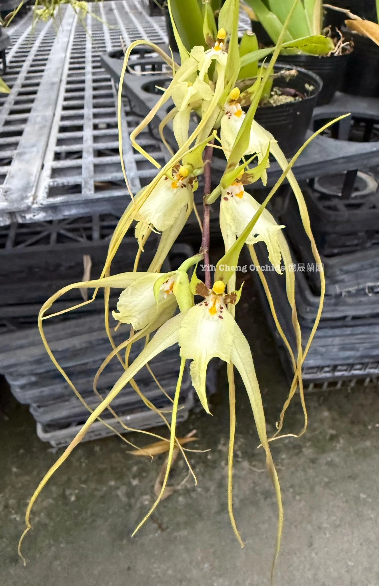 Brassia chloroleuca
