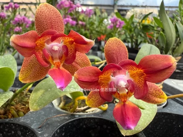 Phal.Tying Shin Cupid 