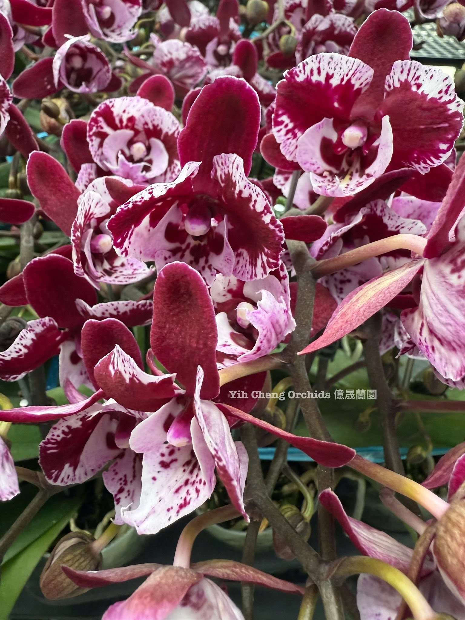 Phalaenopsis