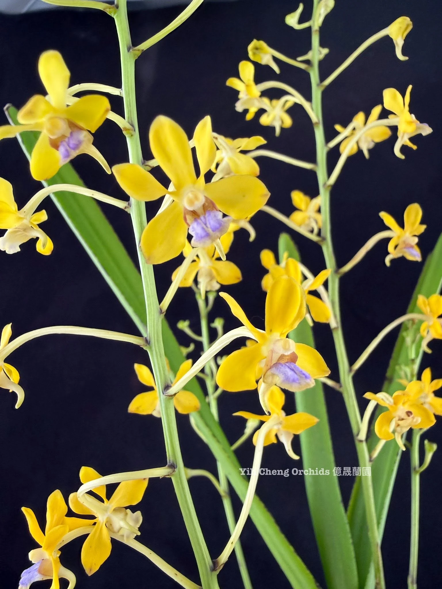 Vanda testacea