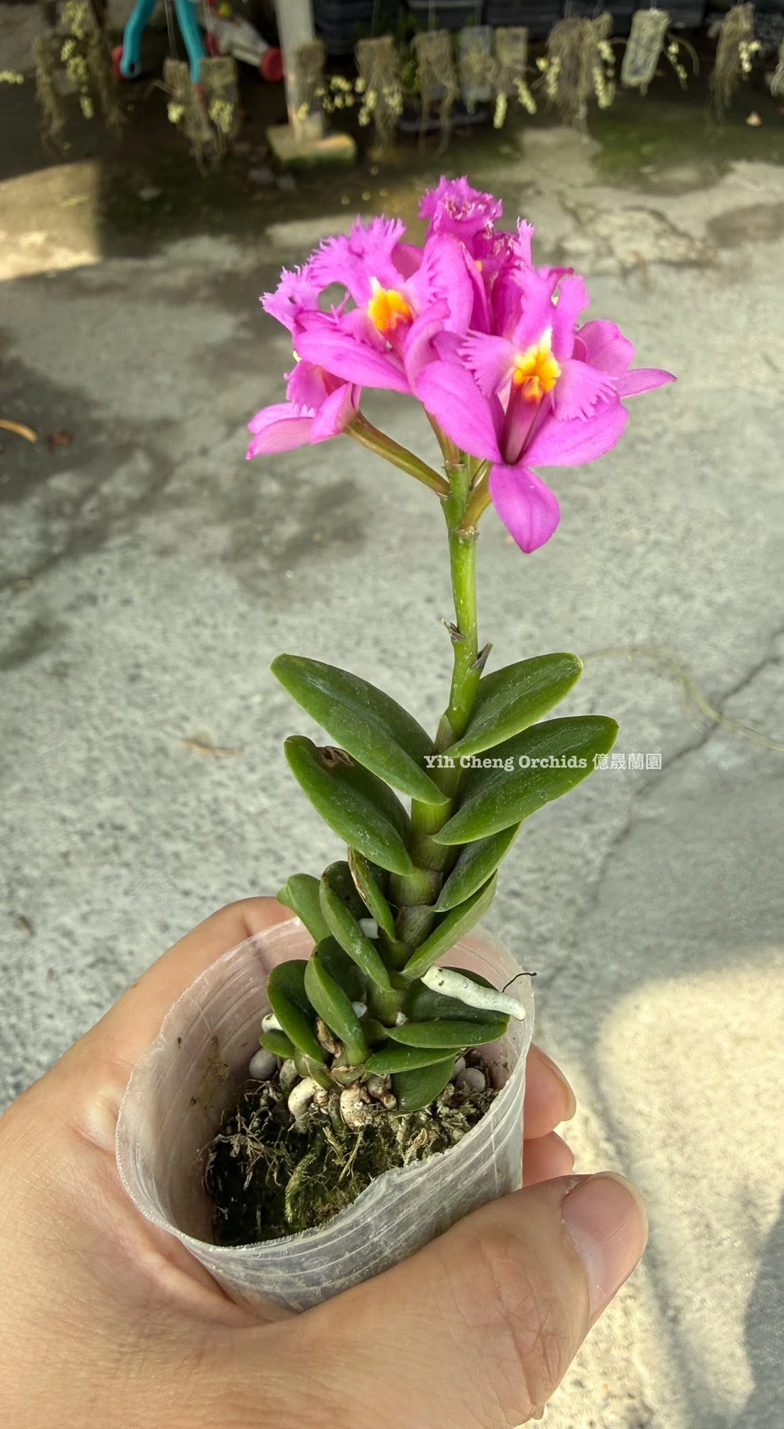 Epidendrum Charm Valley “Little Dragon”