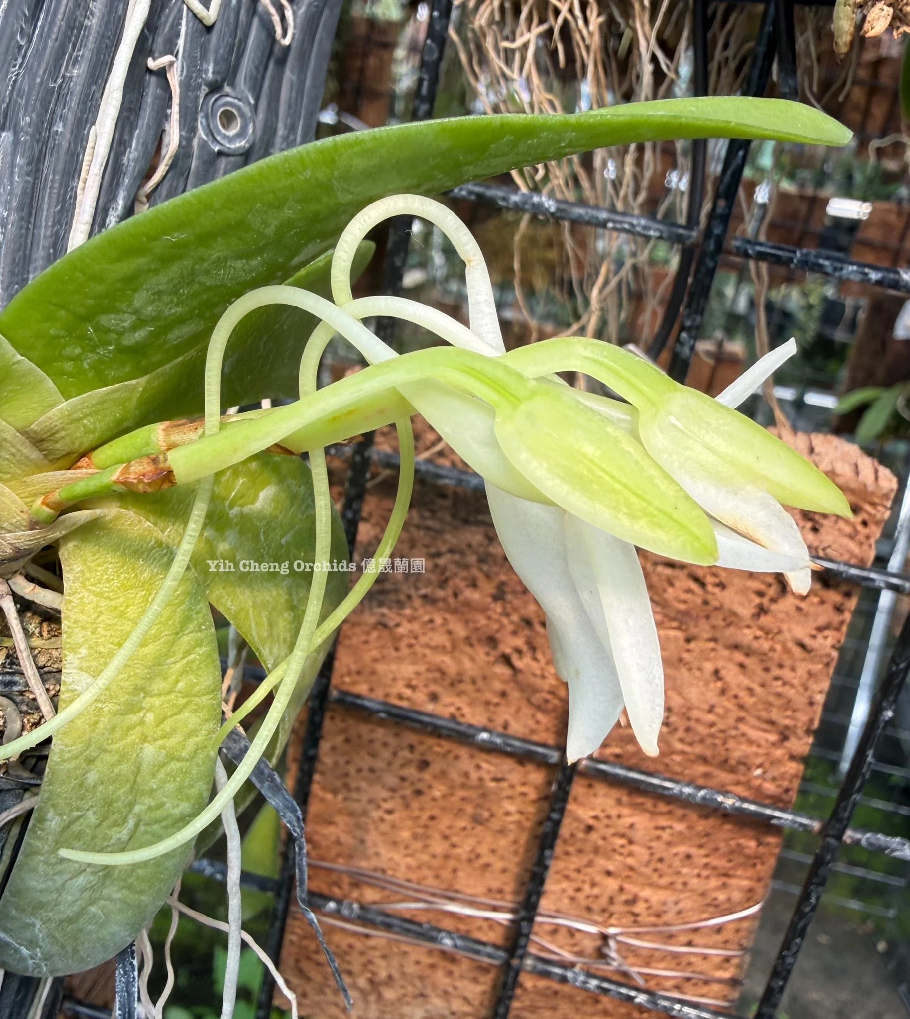 Aerangis leonis