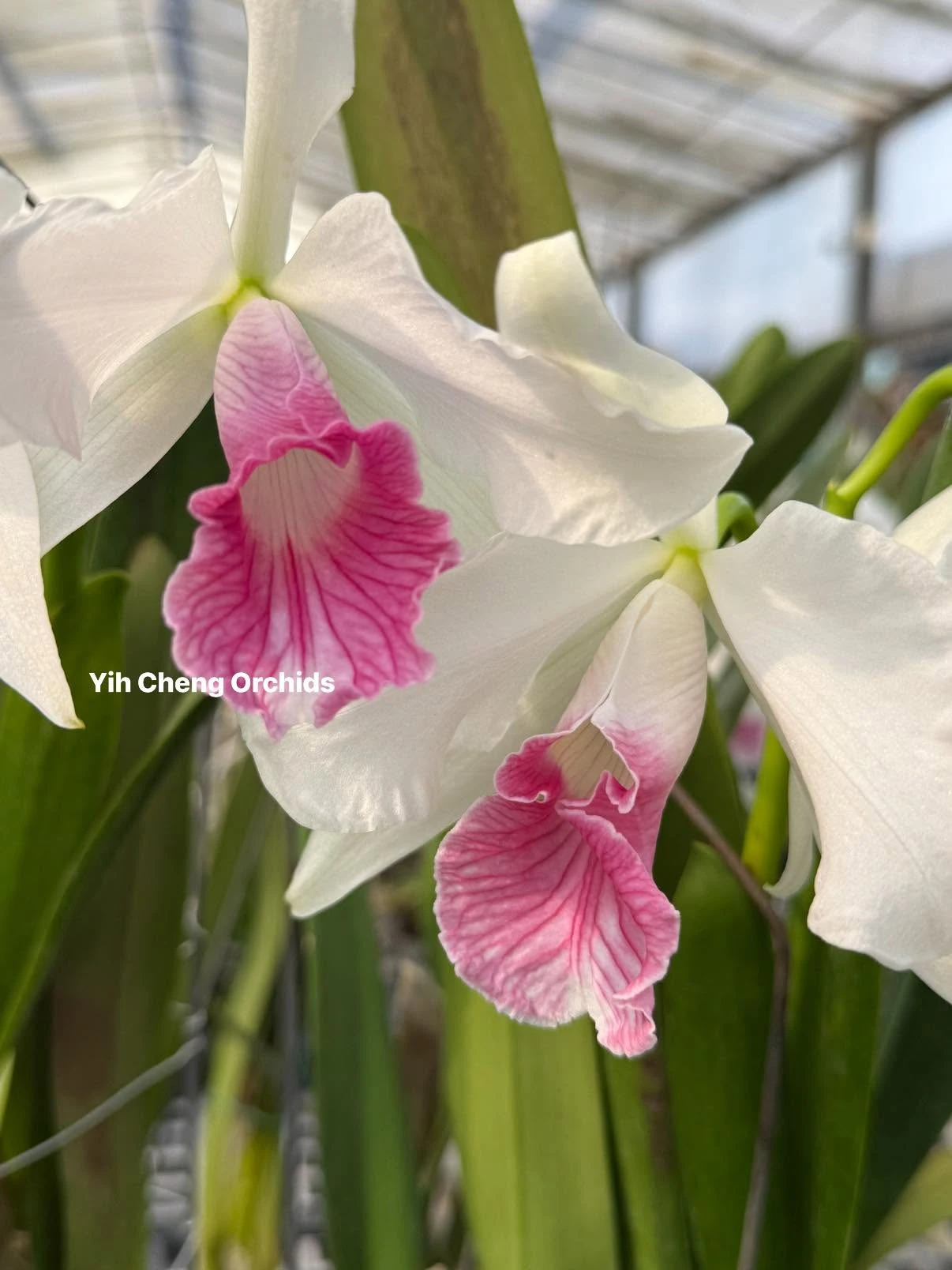 L. purpurata var. carnea