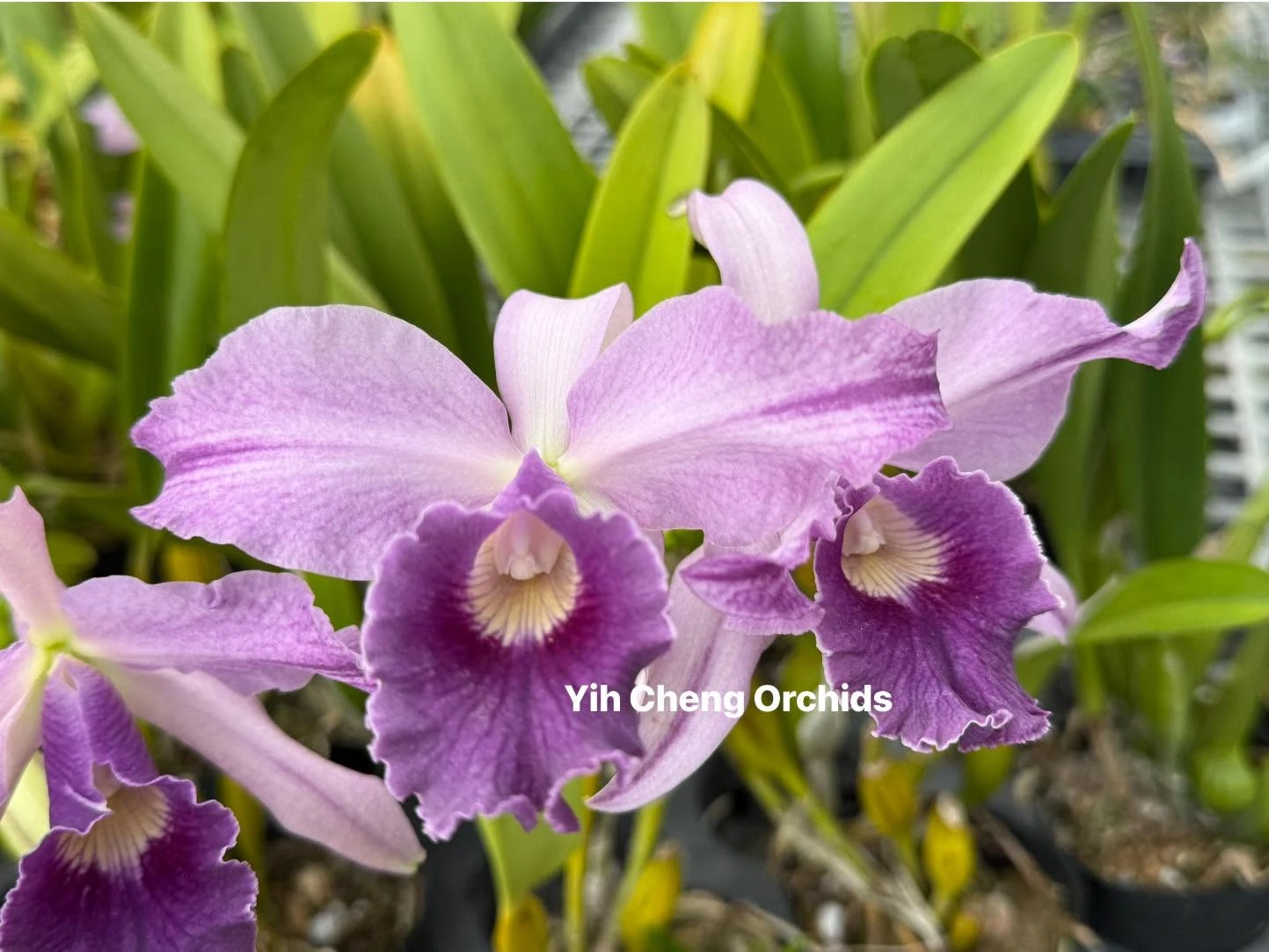 Lc. Canhamiana var. coerulea ''Azure Sky'' HCC/AOS