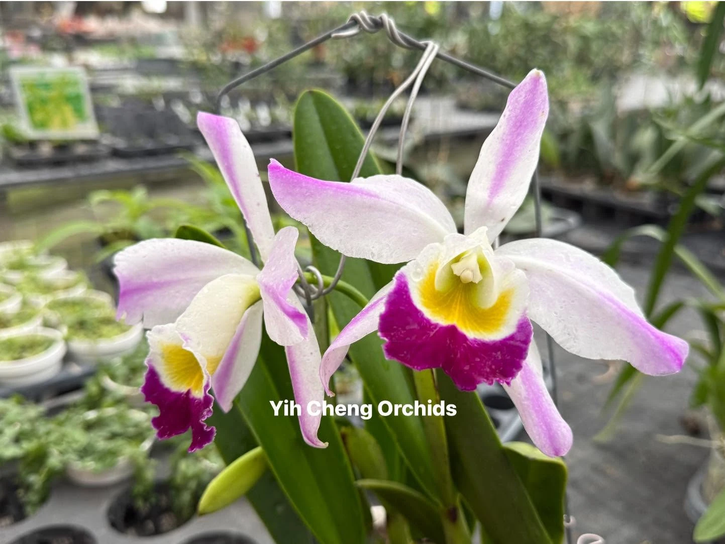 C. eldorado var. semi-alba flamea