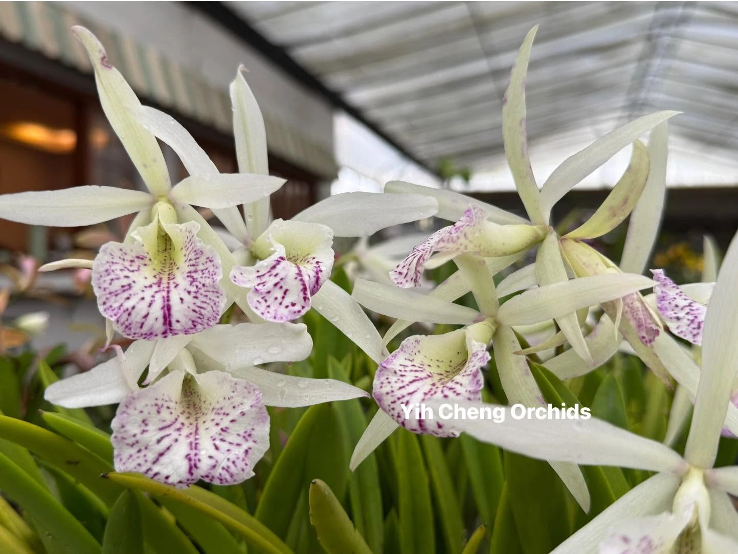 Bc. Nanipuakea 'Dogashima'