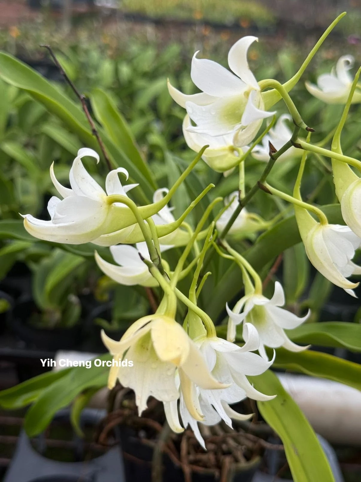 Sobennikoffia robusta