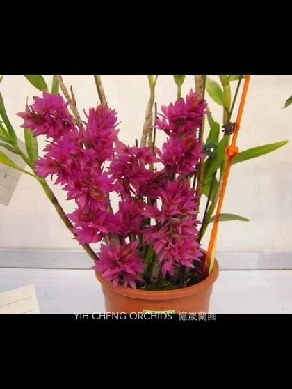 Den.bracteosum 'Red'