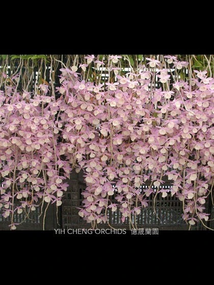 Den.pierardii