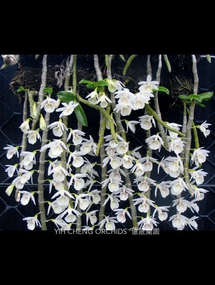 Den. cretaceum