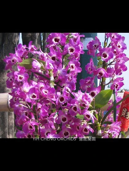 Den.Red Empress 'Fly Hirundine'